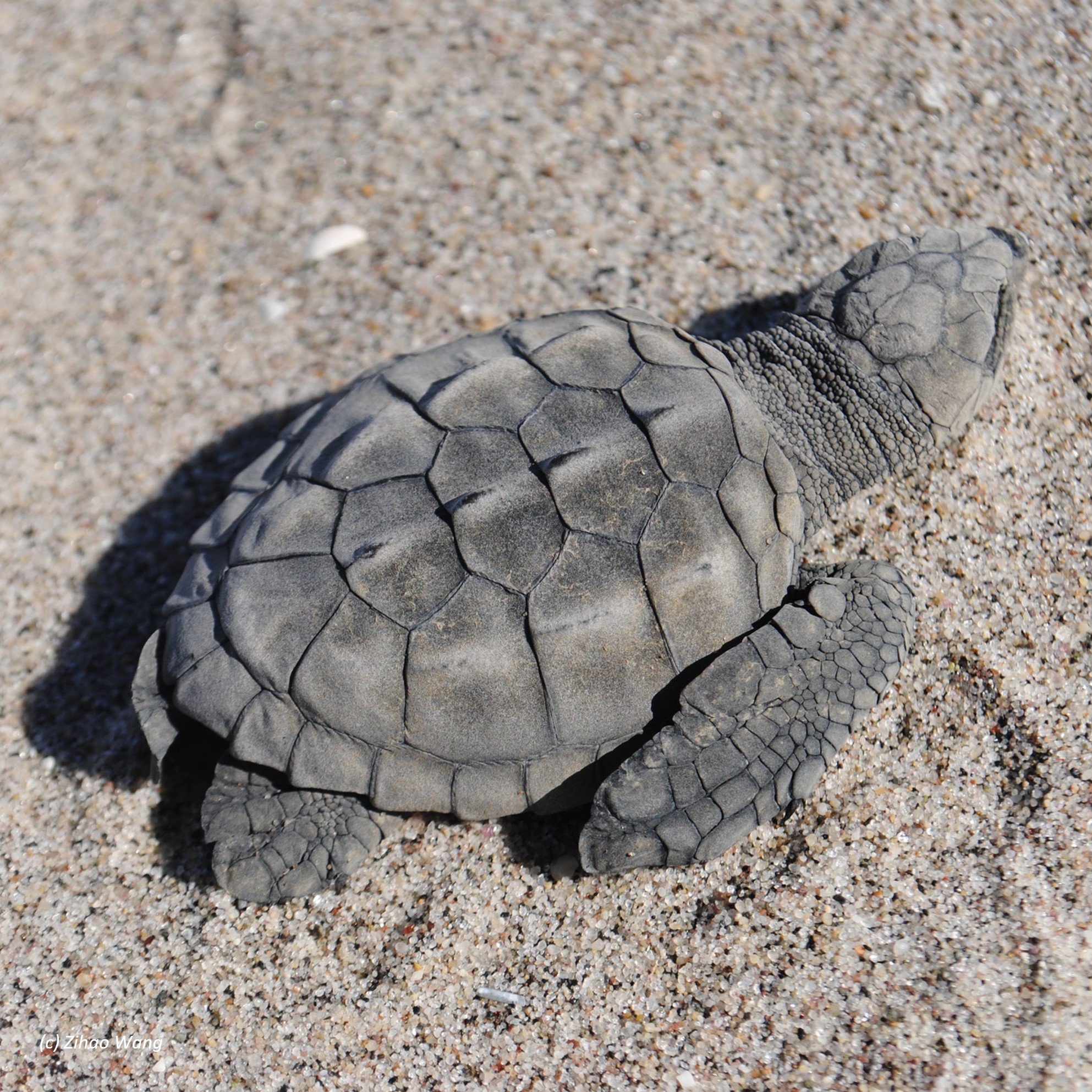 'kemp's ridley sea turtle (lepidochelys kempii) in Coastal Beaches and Marine Waters of the Gulf of Mexico and Atlantic Ocean