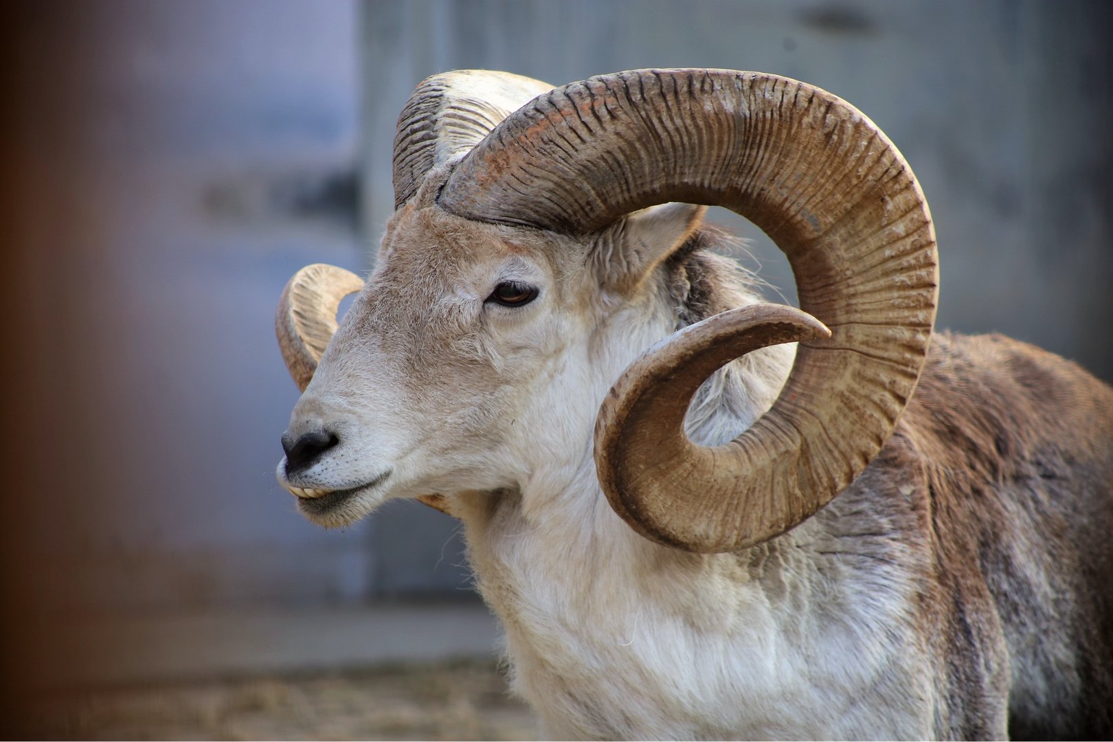 argali