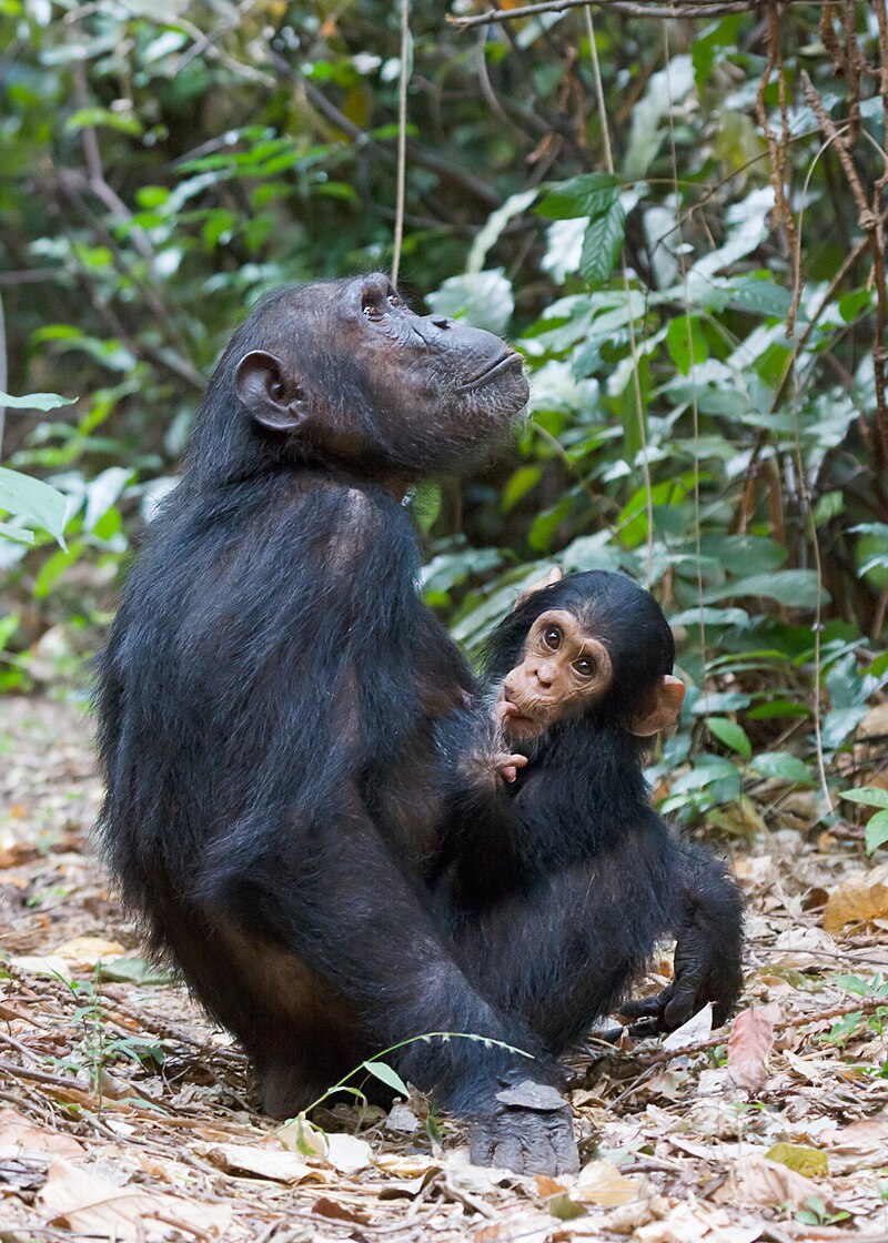 eastern chimpanzee