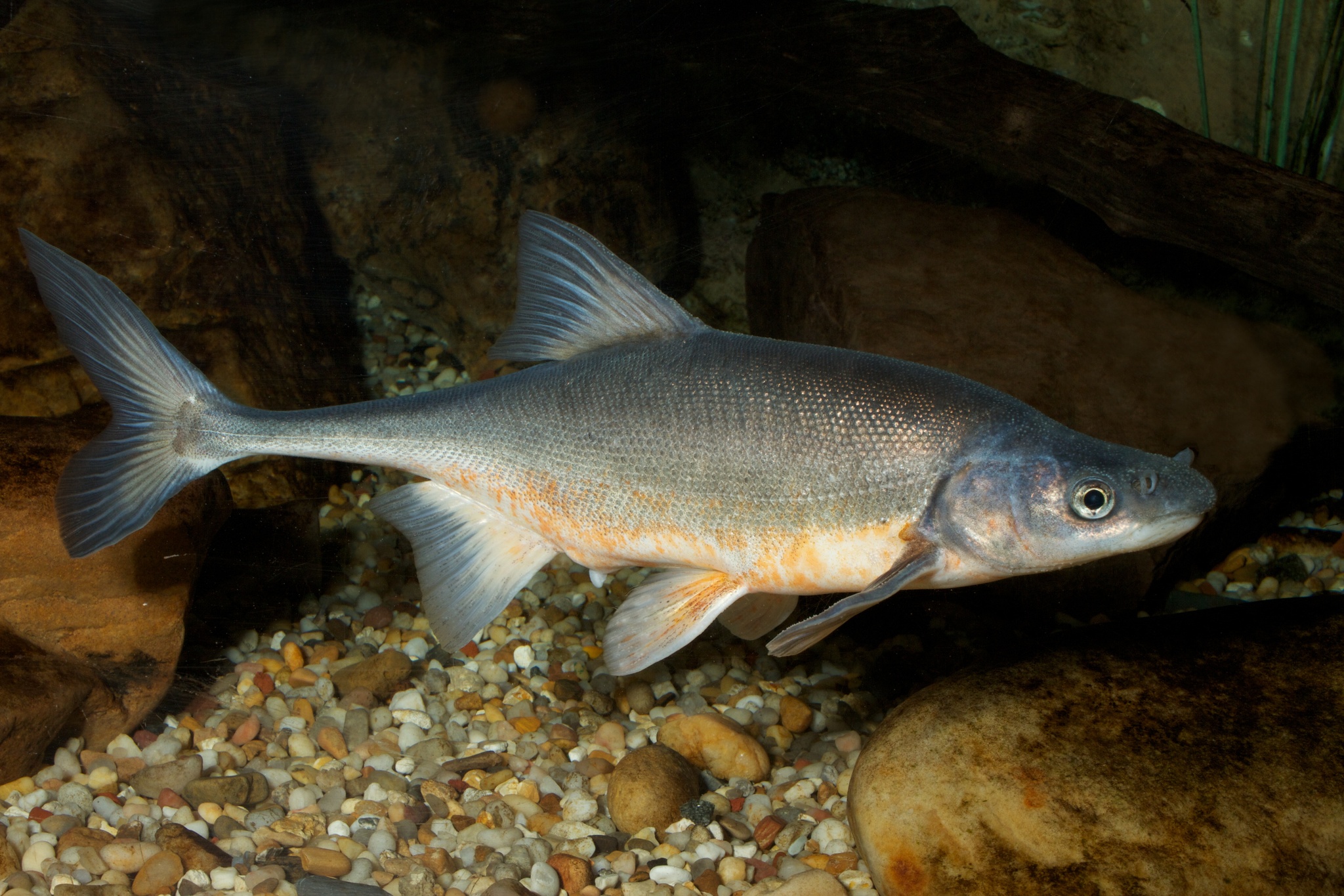 Species Image