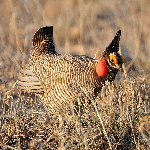 lesser prairie-chicken (tympanuchus pallidicinctus) in Grasslands and prairies in the southern Great Plains