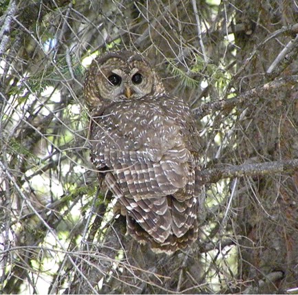 mexican spotted owl (strix occidentalis lucida) in Forested areas in Mexico and the southwestern U.S.