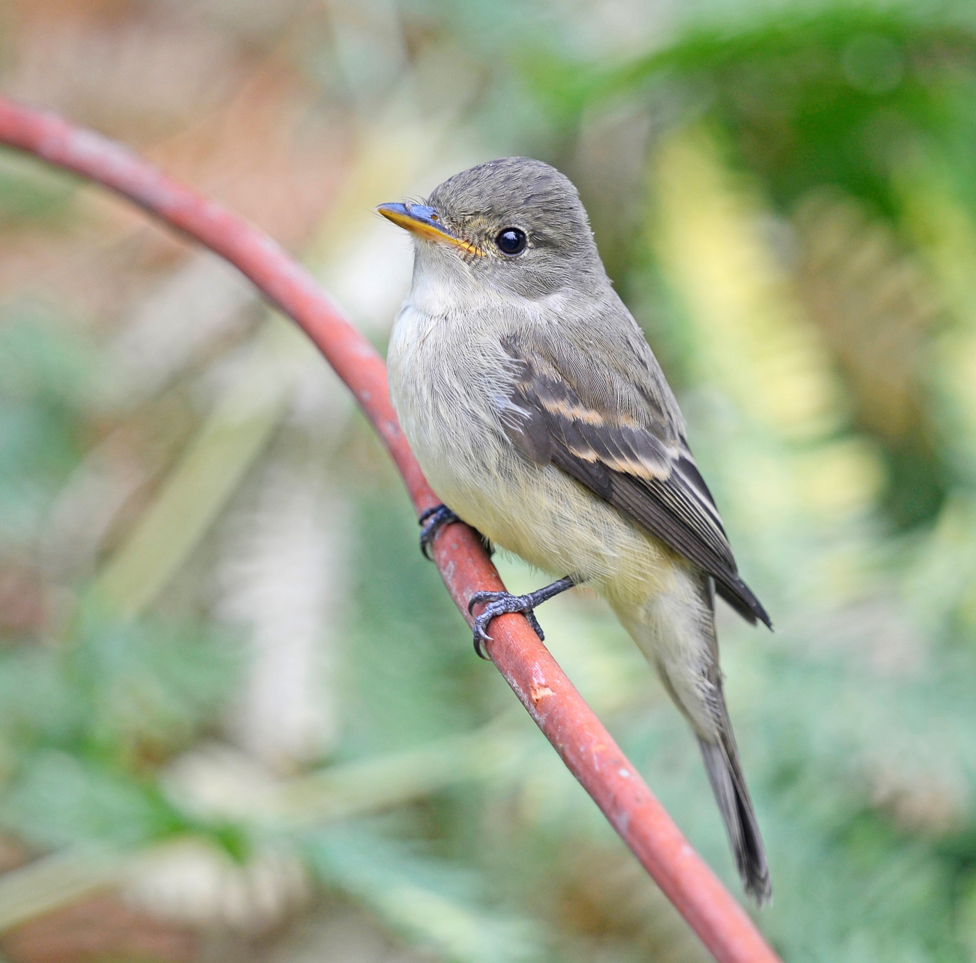 southwestern willow flycatcher (empidonax traillii extimus) in Riparian areas with dense vegetation near water