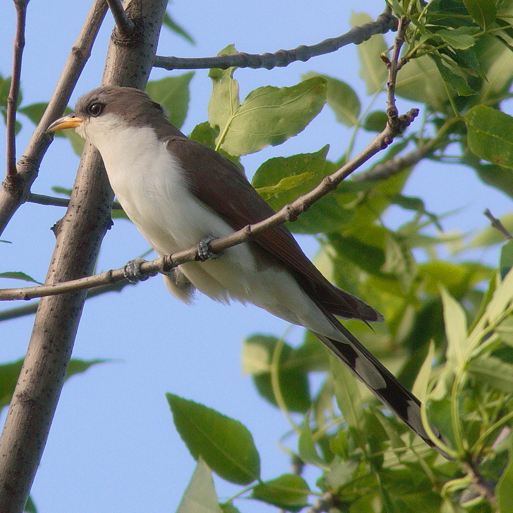 western yellow-billed cuckoo (coccyzus americanus) in Riparian areas with dense vegetation near water