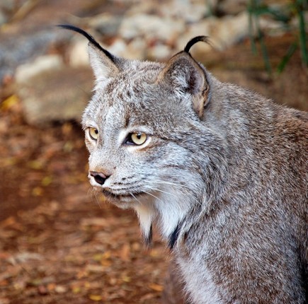 canadian lynx (lynx canadensis) in Boreal forests and subalpine regions. They are adapted to cold climates and dense, coniferous forests