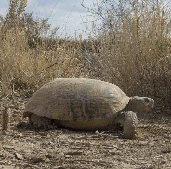 bolson tortoise