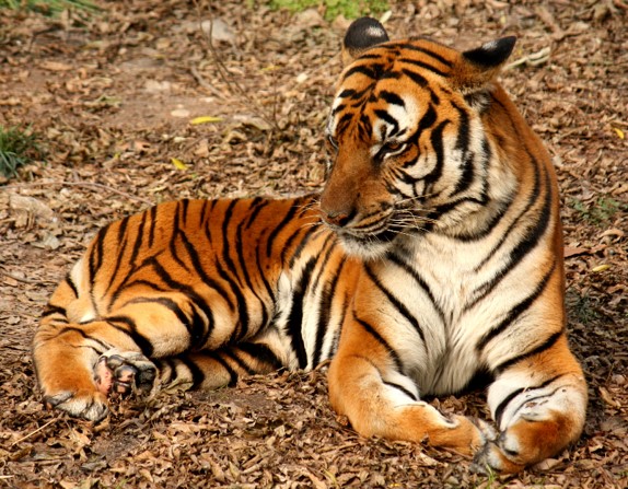 south china tiger (panthera tigris amoyensis) in Tropical, subtropical and temperate forests