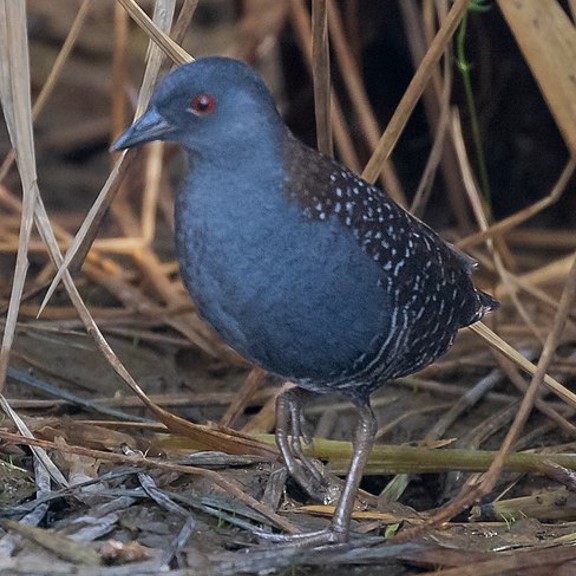 eastern black rail (laterallus jamaicensis jamaicensis) in High marsh salt and freshwater wetlands