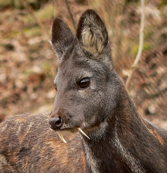siberian musk deer (moschus moschiferus) in Mountainous forests, taiga, and shrublands