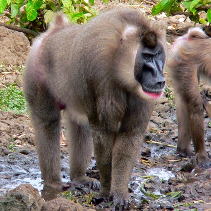 bioko drill (mandrillus leucophaeus ssp. poensis) in Bioko Island's tropical forests