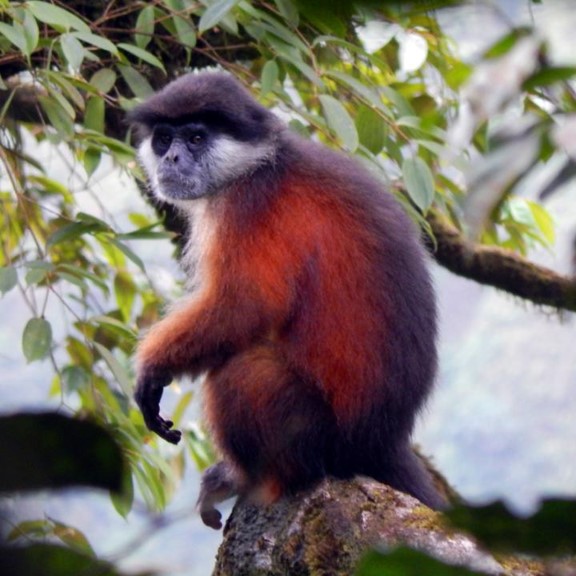 pennant's red colobus (piliocolobus pennantii) in Coastal forests of the southwestern island of Bioko in Equatorial Guinea