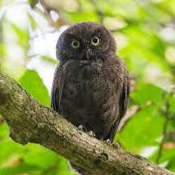 annobon scops-owl (otus feae) in Tropical forests of Annobón sland in Equatorial Guinea