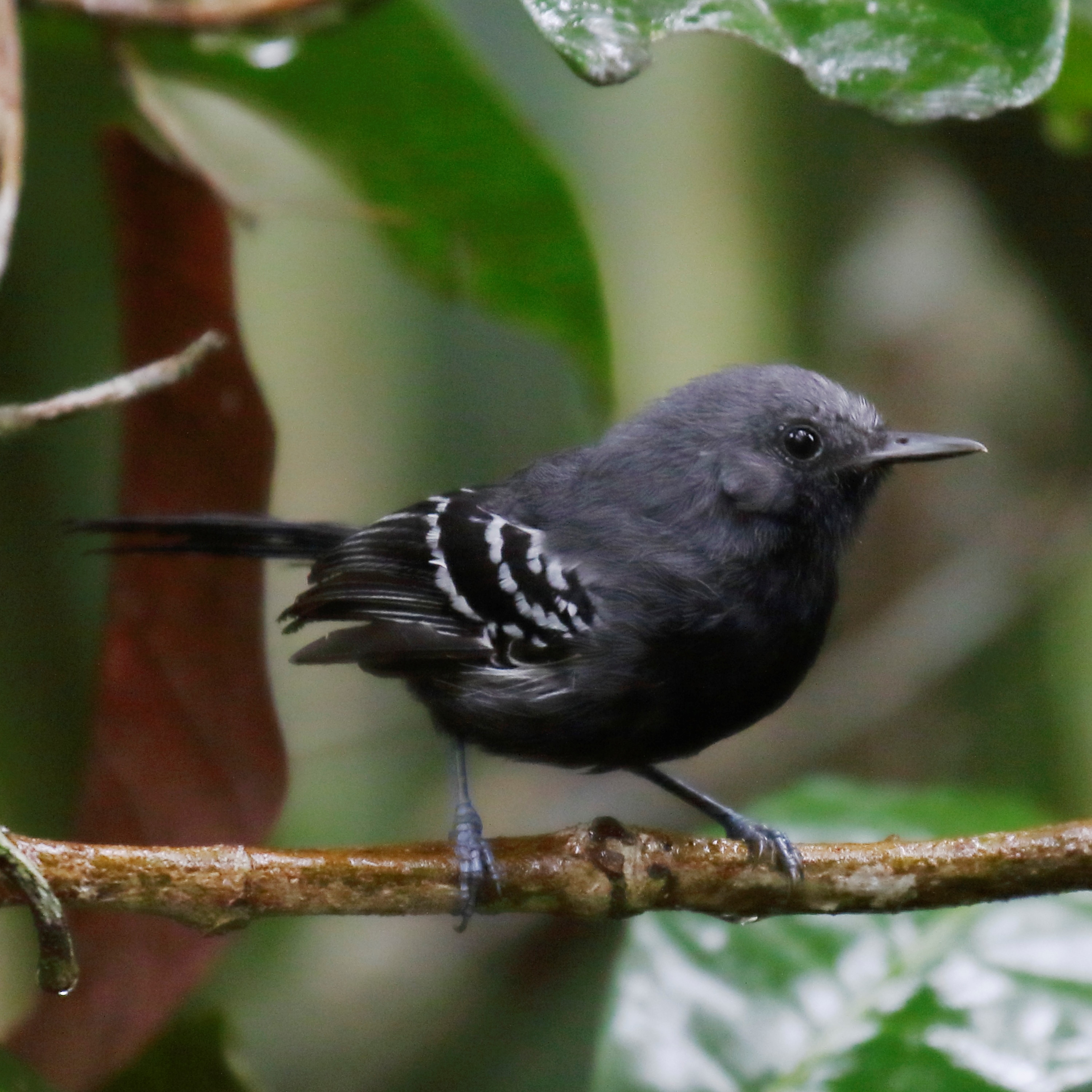 rio branco antbird (cercomacra carbonaria) in Tropical forests along  along the rio Branco and rio Tacutu to the Ireng river