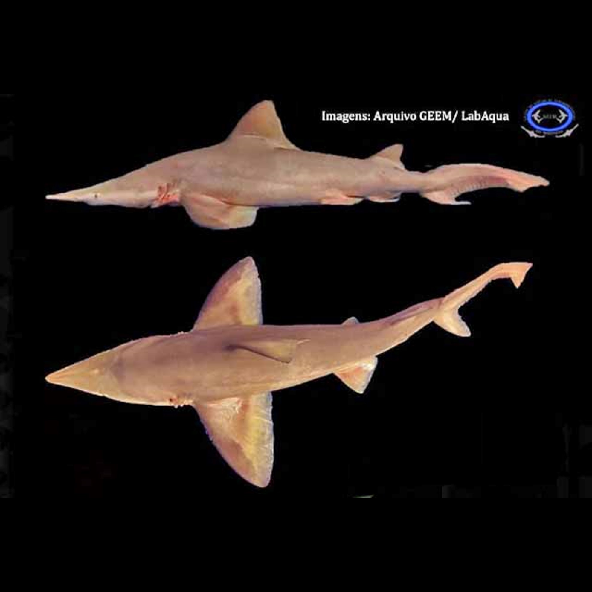daggernose shark (isogomphodon oxyrhynchus) in Tropical inshore shallow waters of the Western Atlantic