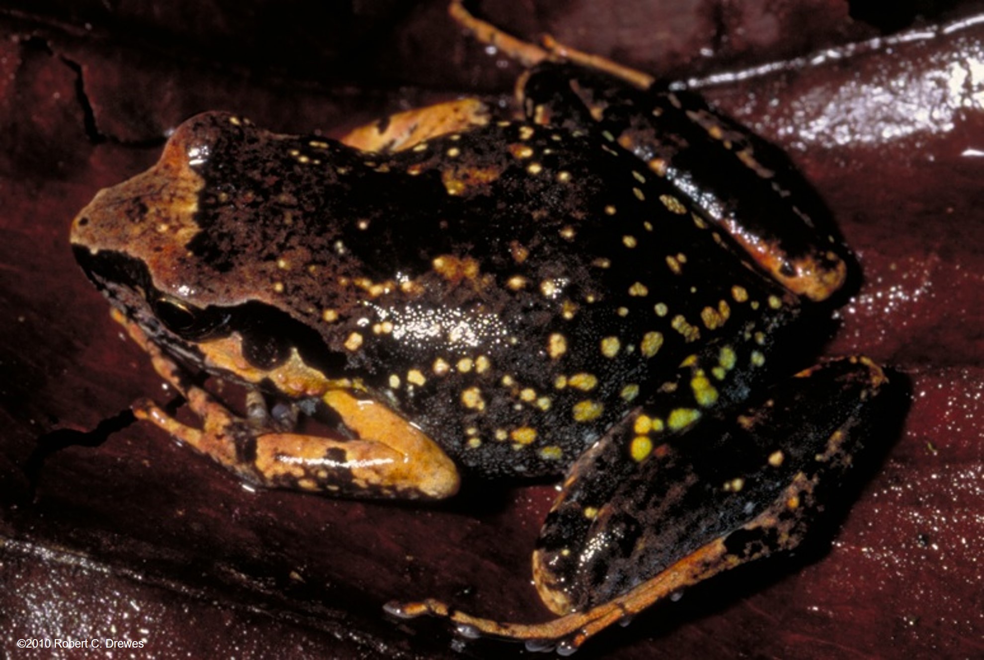 bioko squeaker frog (arthroleptis bioko) in Bioko Island's lush forest in leaf litters