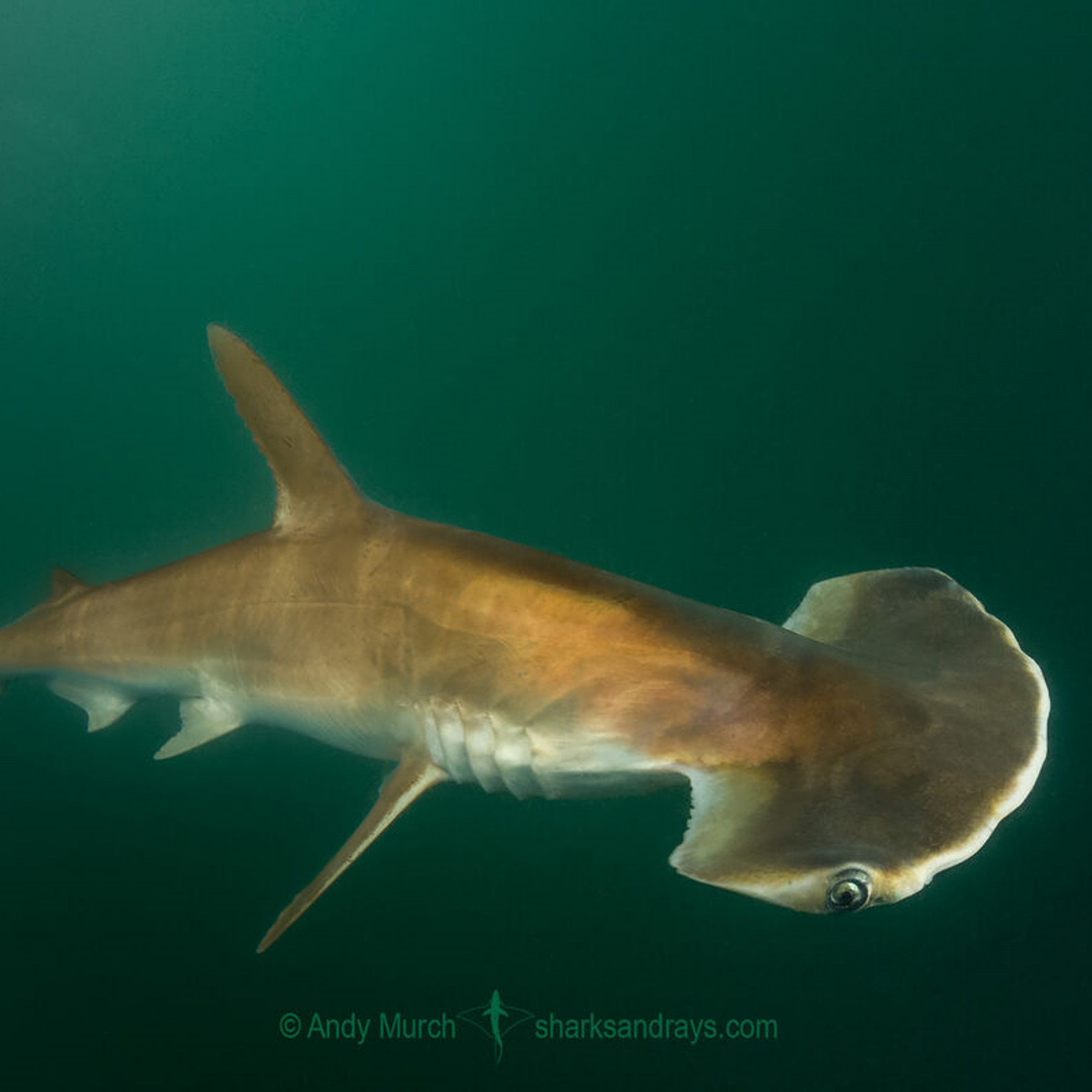 scoophead shark (sphyrna media) in Shallow waters over continental shelves of the Eastern Central and Southeast Pacific; Western Central and Southwest Atlantic