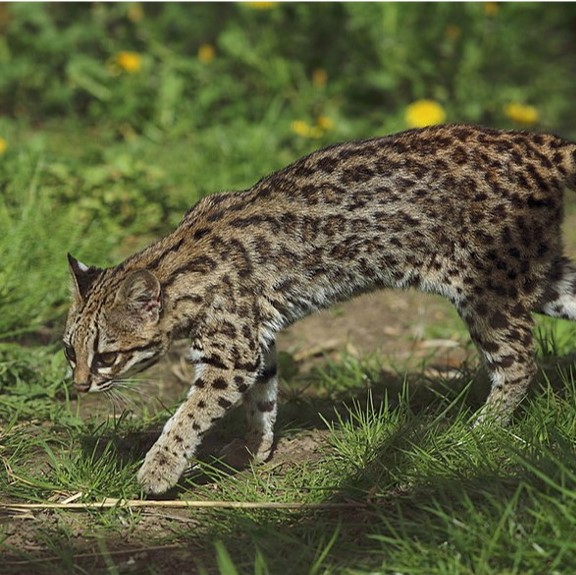 northern tiger cat (leopardus tigrinus) in These cats inhabit a range of environments, including tropical and subtropical forests, grasslands, and scrublands.
