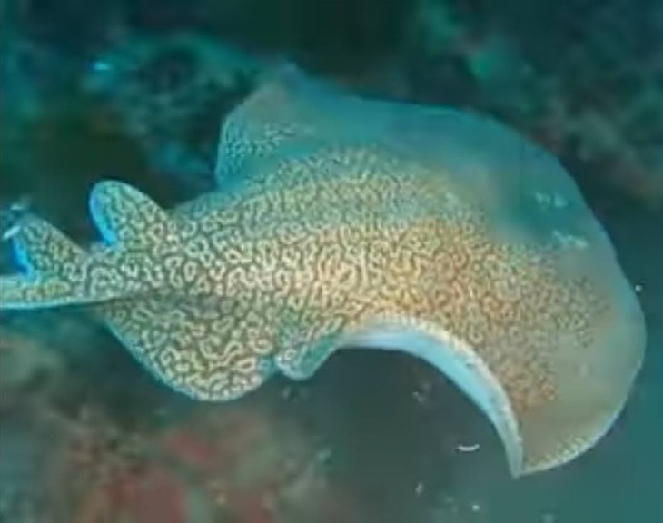 painted dwarf numbfish (diplobatis picta) in shallow waters near coral reefs on the continental shelf