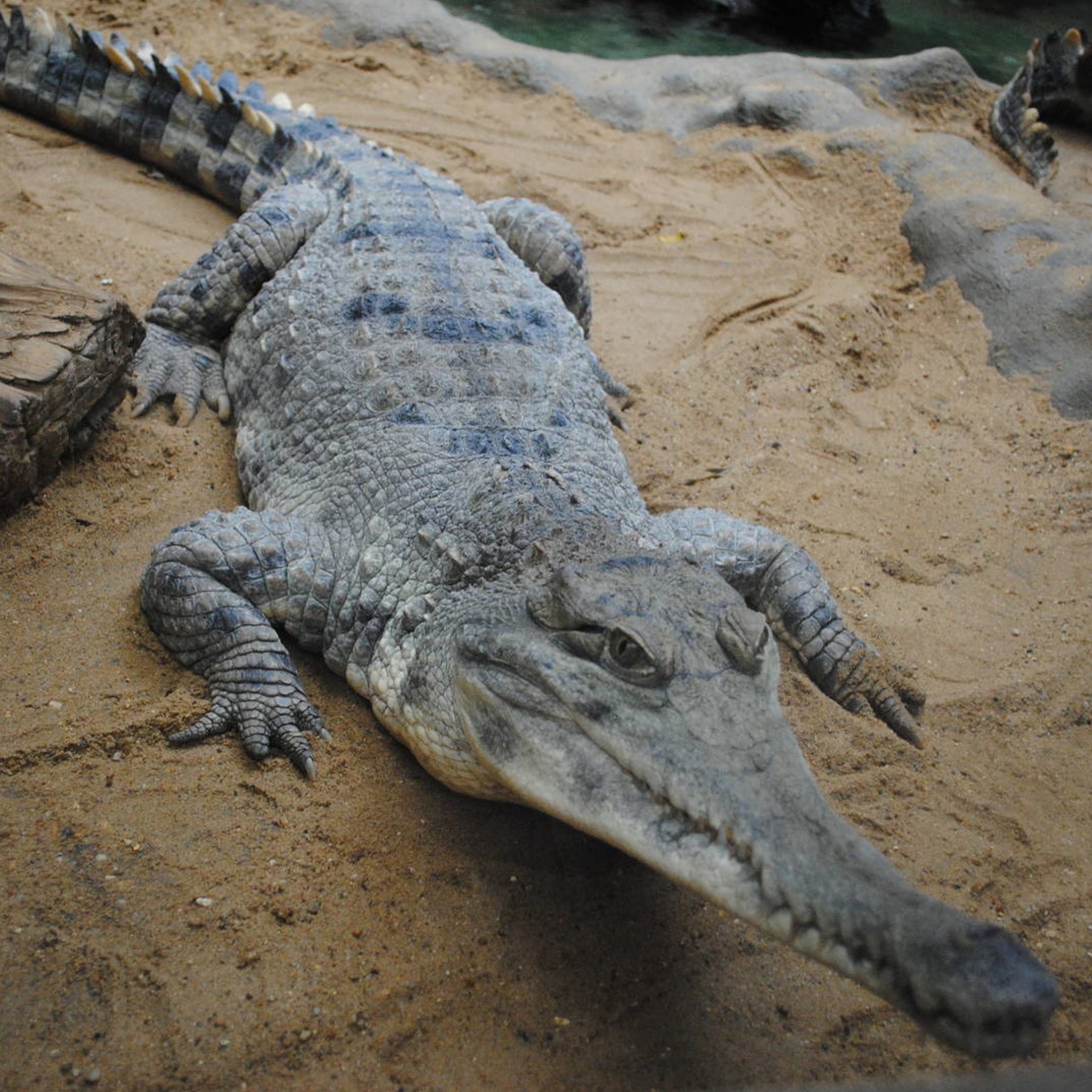 slender-snouted crocodile (mecistops cataphractus) in Freshwater habitats like rivers, swamps, and lakes within Central and West Africa.