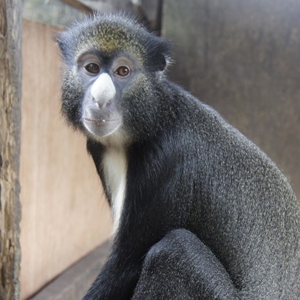 bioko putty-nosed monkey (cercopithecus nictitans ssp. martini) in Flourishes in the dense rainforests of Bioko Island, displaying adaptability to various forest types
