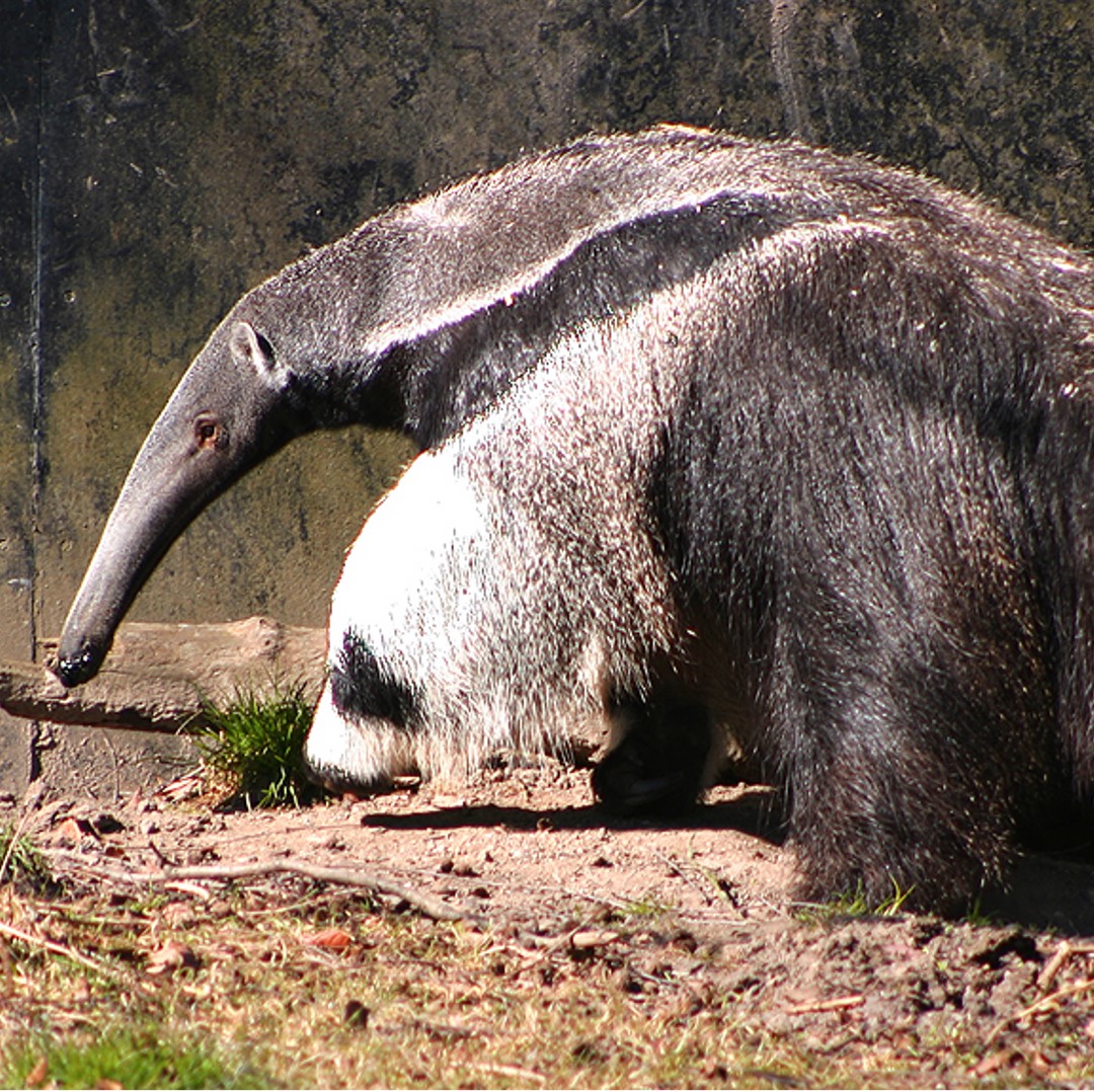 giant anteater (myrmecophaga tridactyla) in Grasslands, savannas, and forests in Central and South America