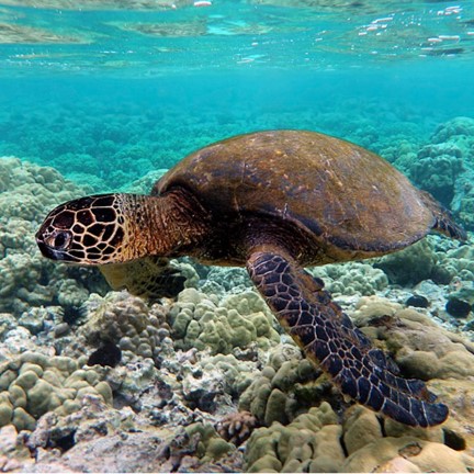 green turtle (chelonia mydas) in Coastal areas, coral reefs, seagrass beds, and oceanic islands in tropical and subtropical regions worldwide