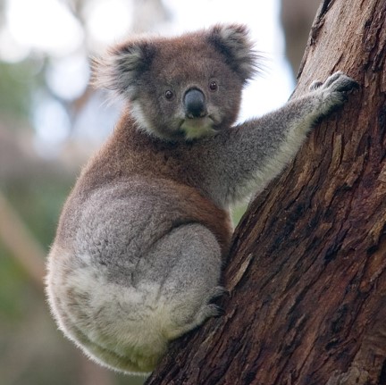 Species Image
