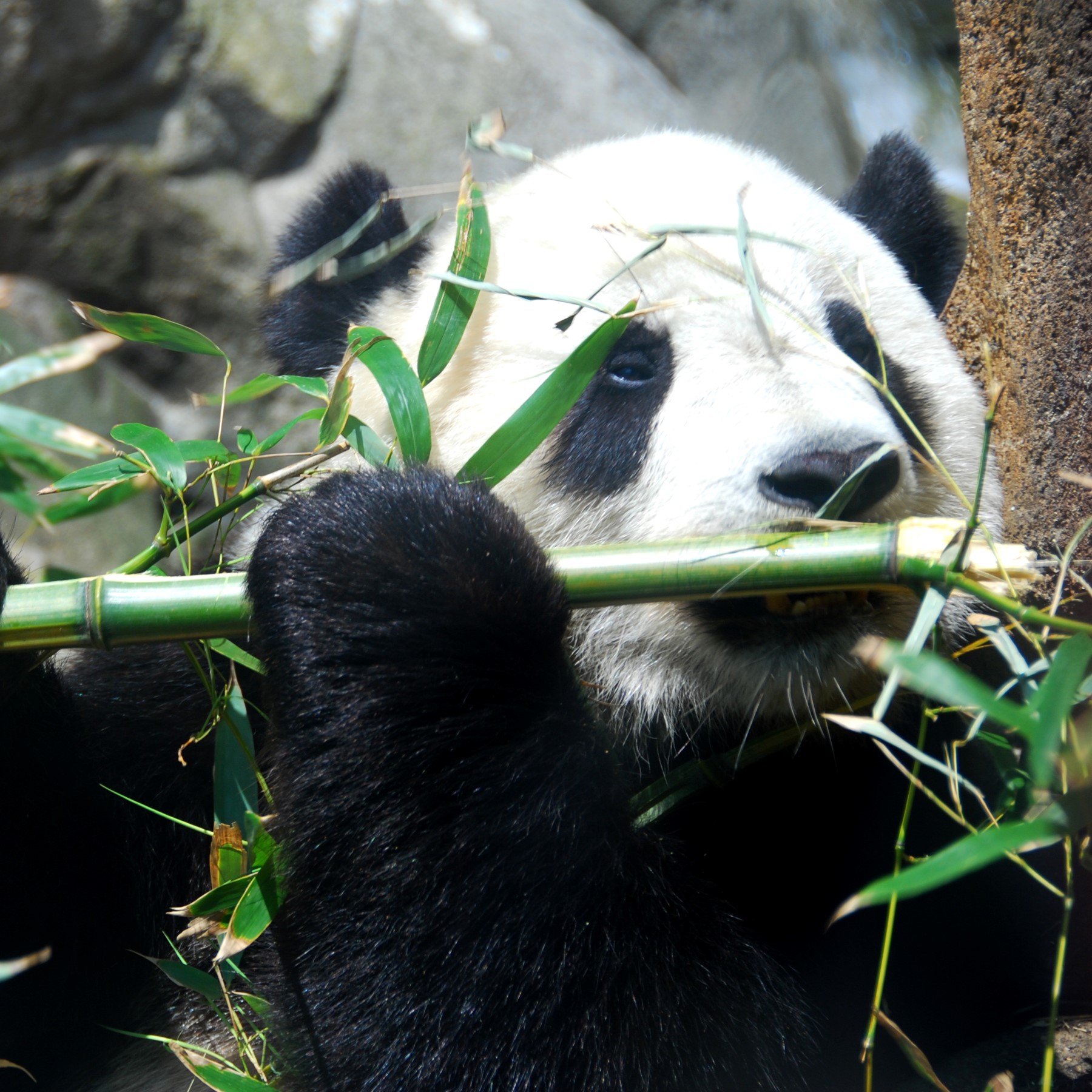 'Giant panda (ailuropoda melanoleuca) in  temperate forests and bamboo thickets in mountainous regions of China, typically at elevations between 1,200 and 3,400 meters (3,900 to 11,200 feet) above sea level