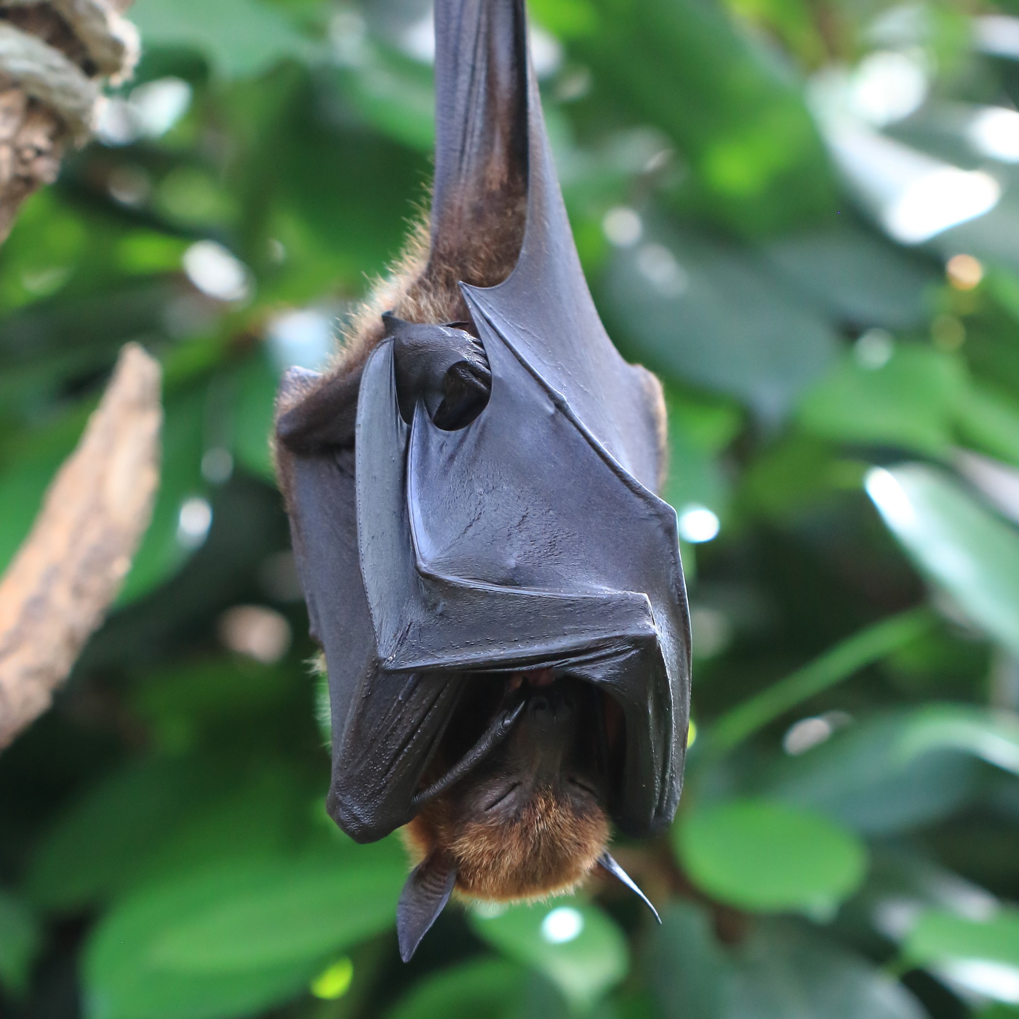 large flying-fox (pteropus vampyrus) in  tropical forests, mangroves, and coastal areas, across their range in Southeast Asia and Oceania