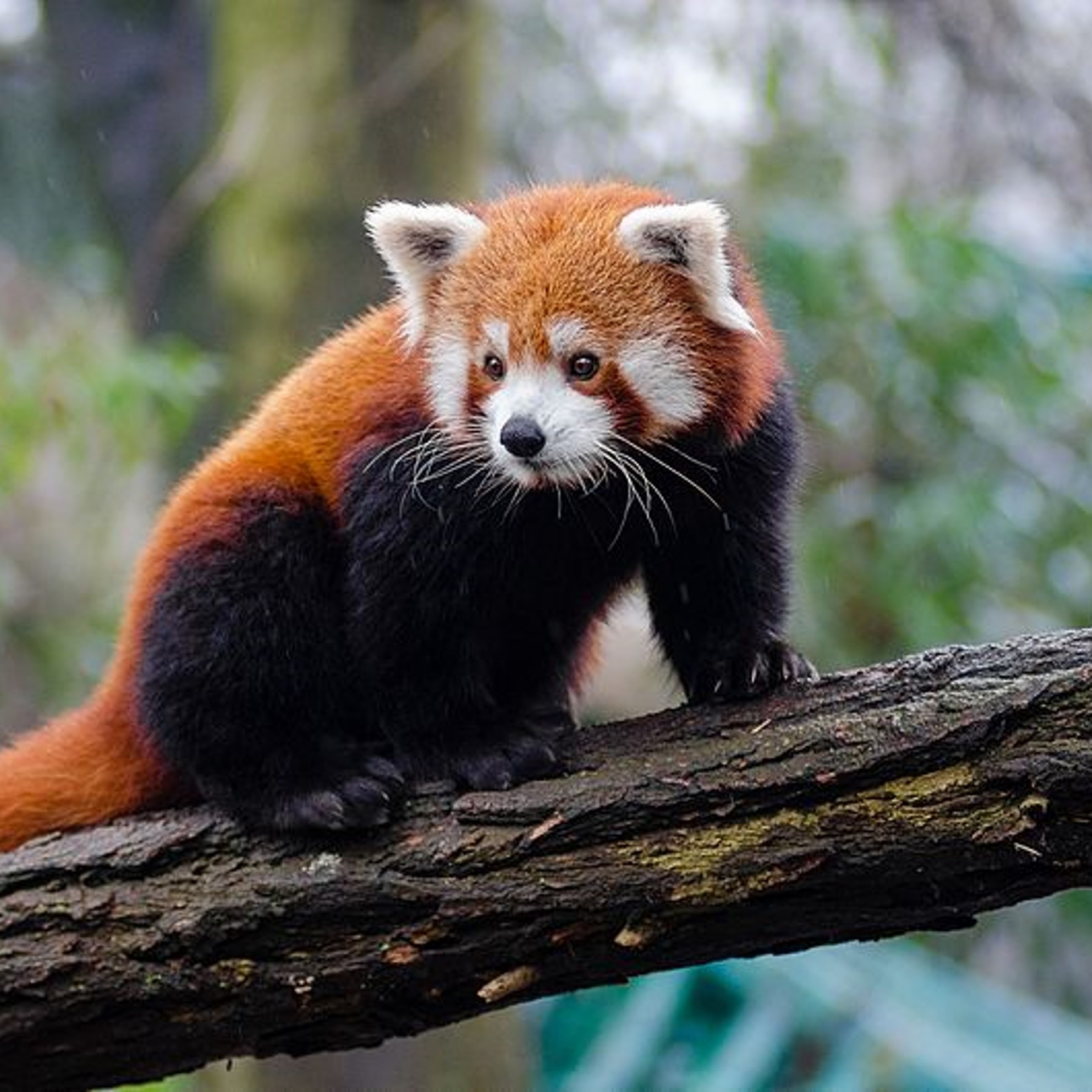 'red panda (ailurus fulgens) in emperate forests with dense bamboo undergrowth, ranging from Nepal and northern India to Bhutan, China, and Myanmar. They prefer altitudes between 2,200 and 4,800 meters (7,200 to 15,700 feet), where bamboo forests provide abundant food and shelter