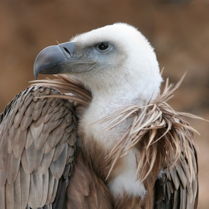 griffon vulture (gyps fulvus) in variety of open habitats, including mountainous regions, cliffs, and rocky outcrops, where they nest and roost.