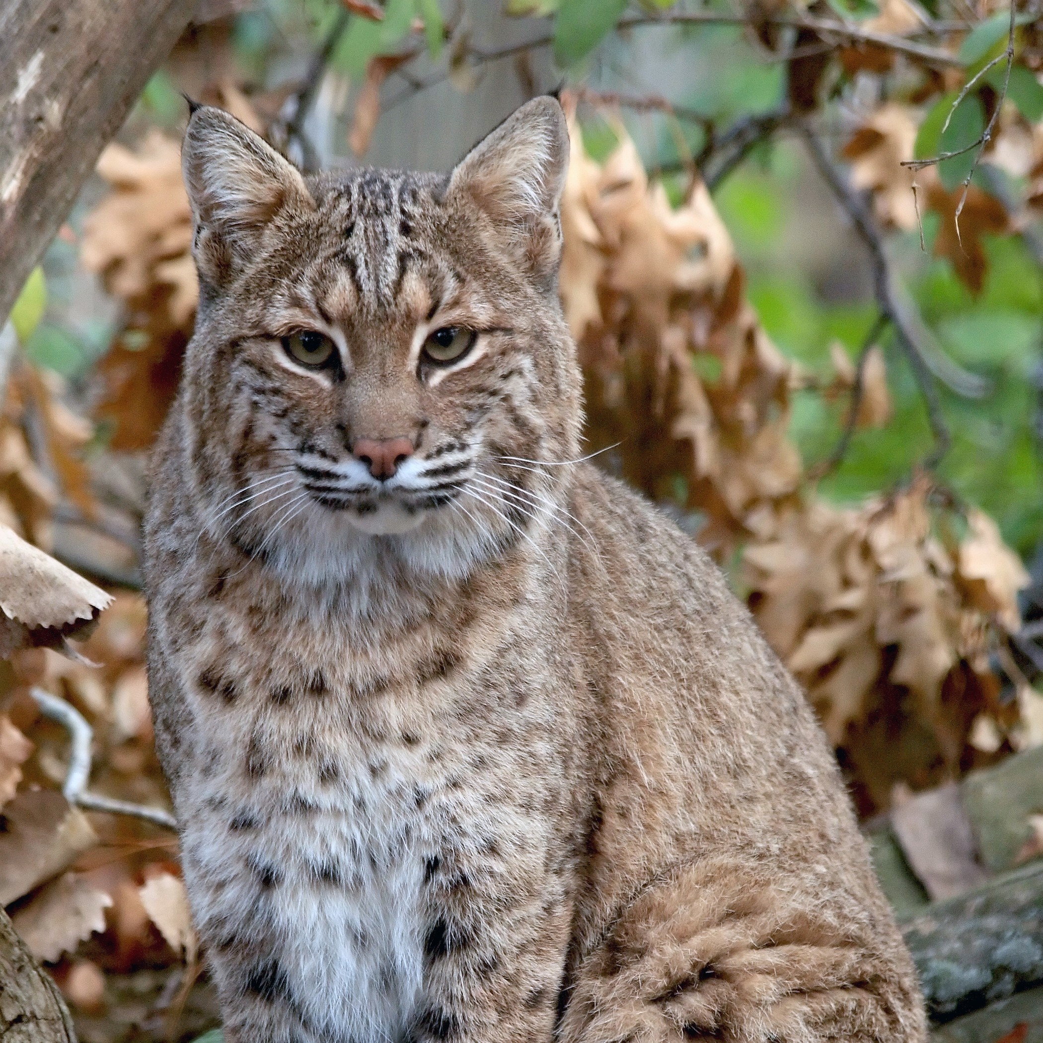 Species Image