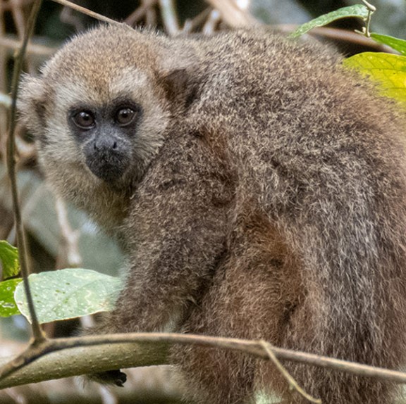 san martin titi monkey (plecturocebus oenanthe) in Montane forests, cloud forests, and submontane forests in the San Martín region of Peru. They are typically found at elevations ranging from 800 to 2,000 meters above sea level, where they rely on dense vegetation for shelter, foraging, and social activities