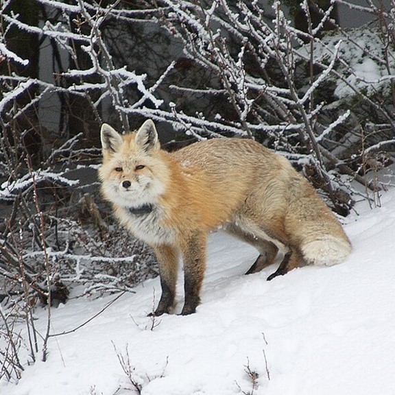 'cascade red fox (vulpes vulpes cascadensis) in Alpine and subalpine habitats in the southern Cascade Mountain Range.
