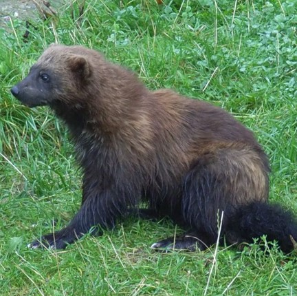 wolverine (gulo gulo luscus) in Remote and rugged landscapes, including boreal forests, alpine tundra, and mountainous regions