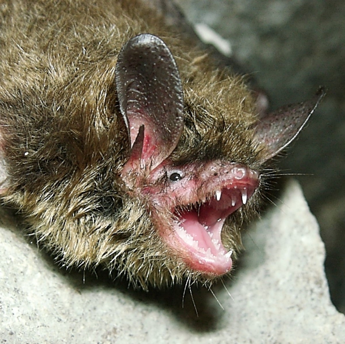 northern long-eared bat (myotis septentrionalis) in variety of forested environments, including deciduous and mixed forests.