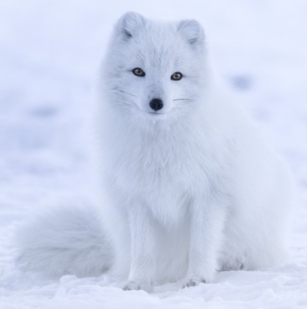 arctic fox (vulpes lagopus) in Tundra regions, coastal areas, and pack ice