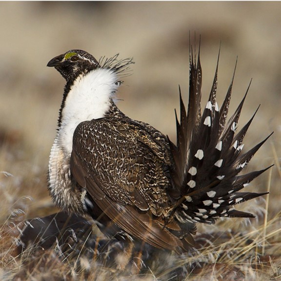 greater sage-grouse (centrocercus urophasianus) in  sagebrush-dominated landscapes, including sagebrush steppe, mountain valleys, and high deserts.