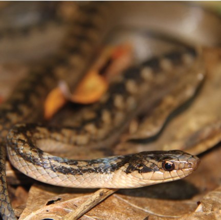 Species Image