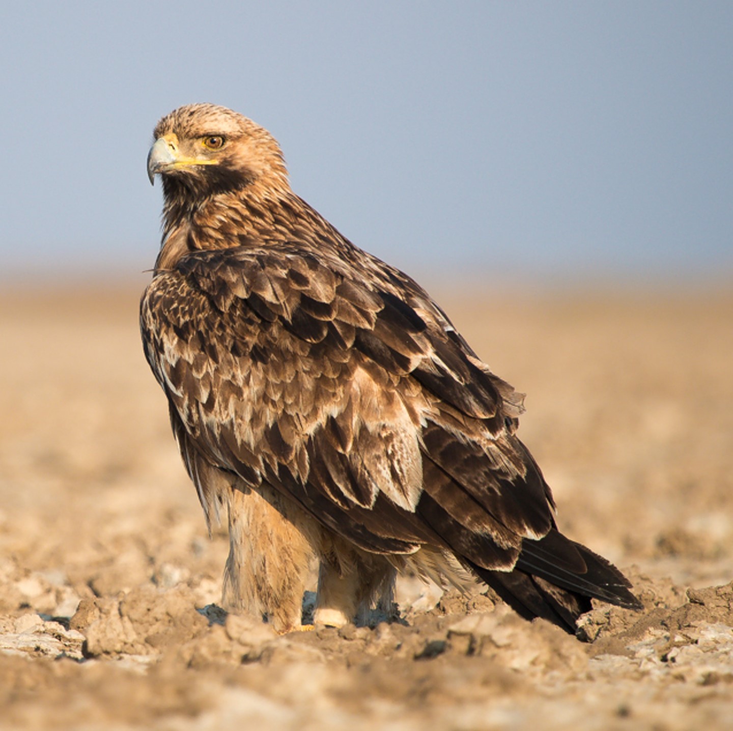 eastern imperial eagle (aquila heliaca) in steppe and forest-steppe regions, as well as open woodlands and agricultural areas