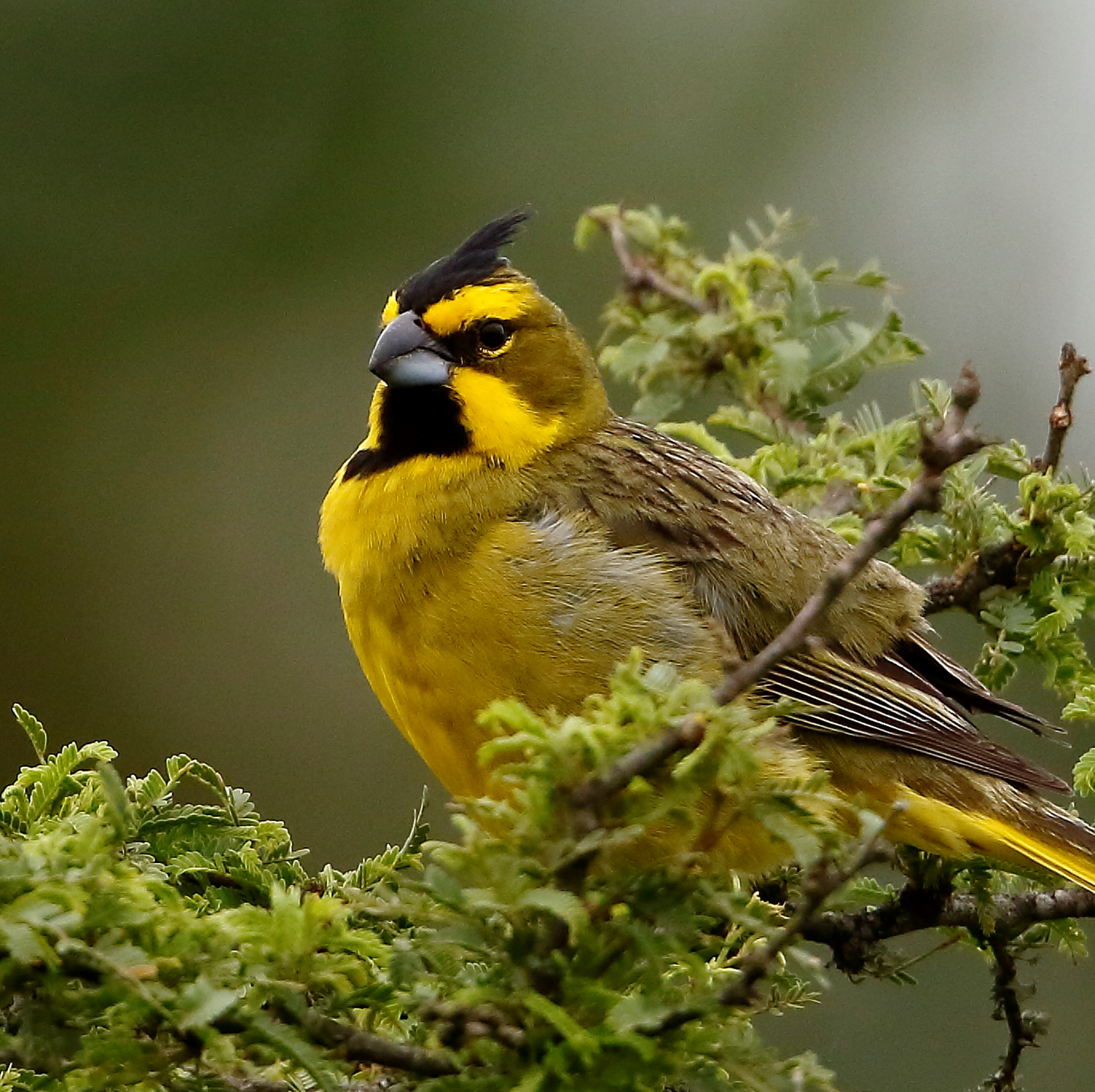 yellow cardinal ((gubernatrix cristata)) in emi-open woodlands, savannas, and scrublands, particularly areas with thorny shrubs and scattered trees