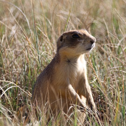 utah prairie dog (cynomys parvidens) in semi-arid grasslands and sagebrush areas