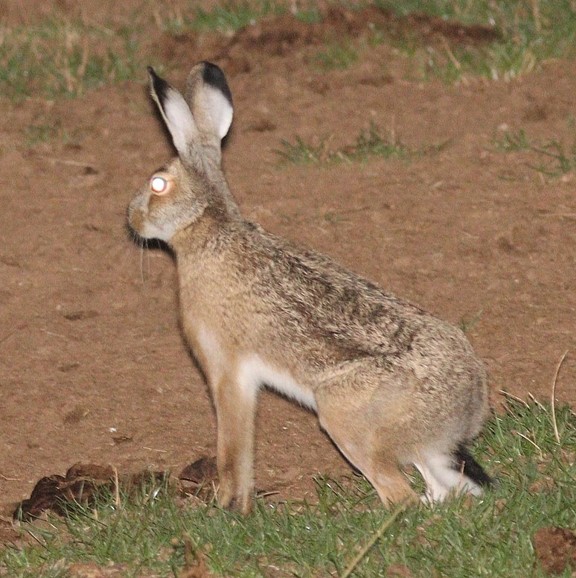 broom hare (lepus castroviejoi) in high-altitude heathlands and scrublands dominated by broom (Cytisus) and heather (Erica) vegetation
