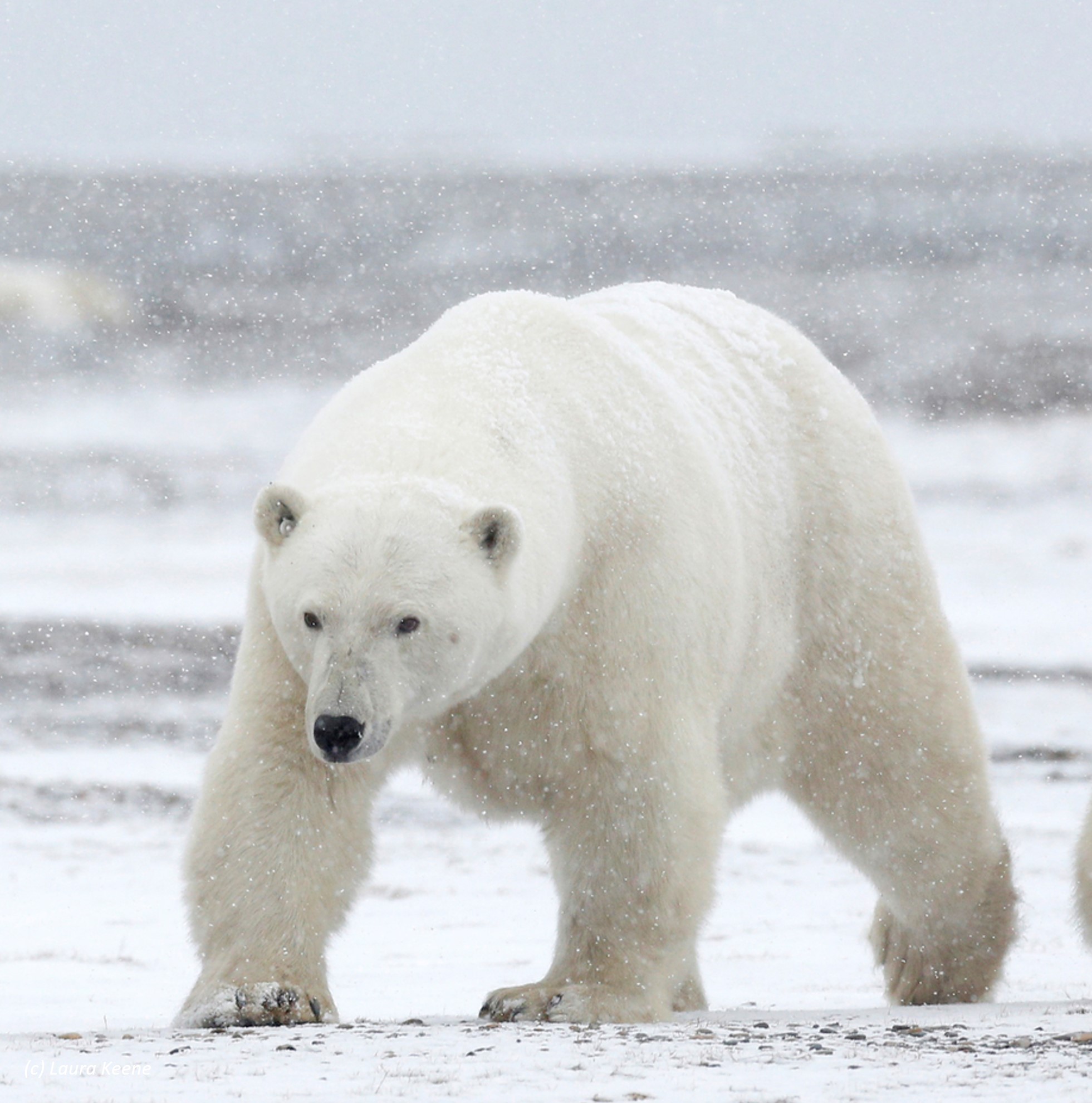 polar bear (ursus maritimus) in Polar bears primarily inhabit the sea ice of the Arctic Ocean and its surrounding seas and coastlines.