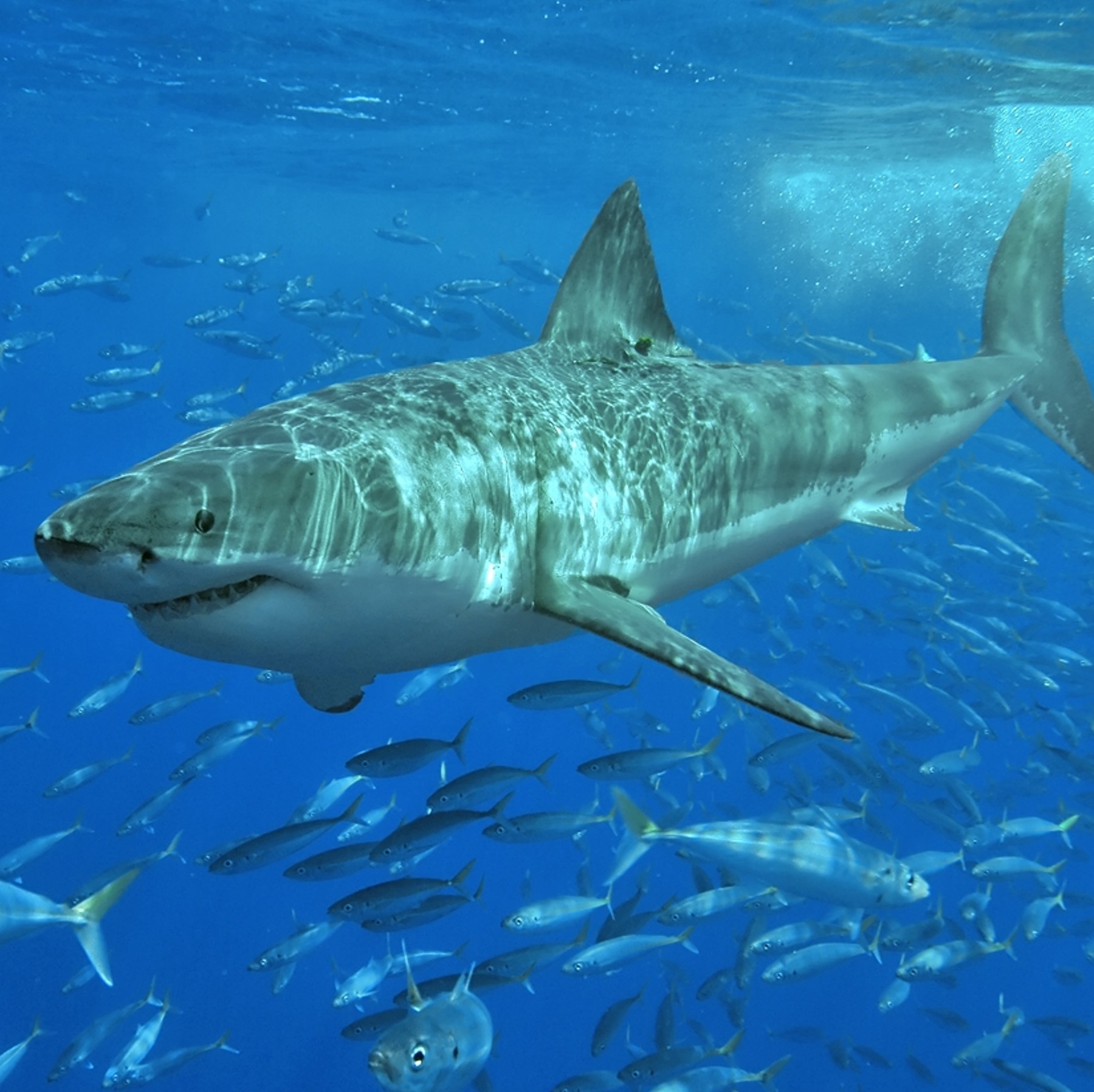 'great white shark (carcharodon carcharias) in Great whites live in almost all coastal and offshore waters which have water temperature between 12 and 24 °C.