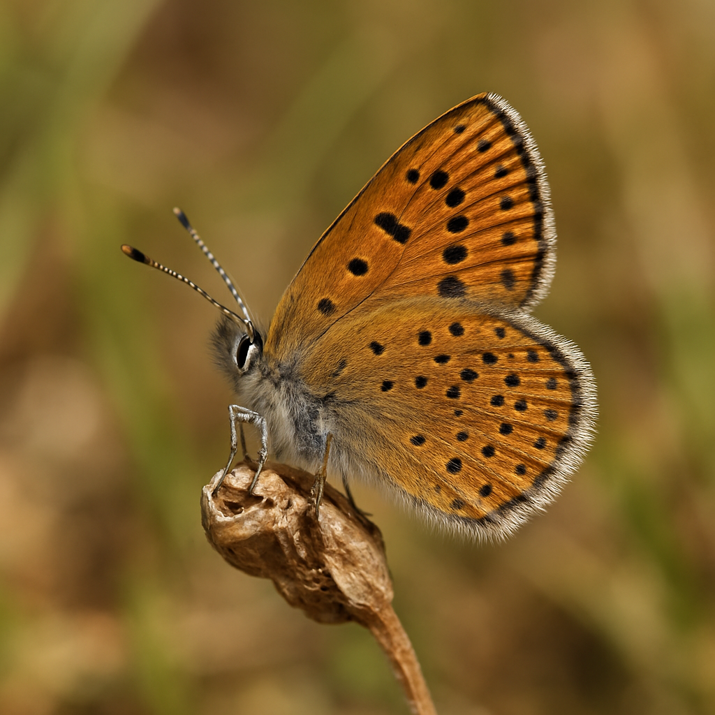 small brown copper (aloeides barbarae) in Grassy fields, open woodlands, and scrublands are typical habitats of similar species.