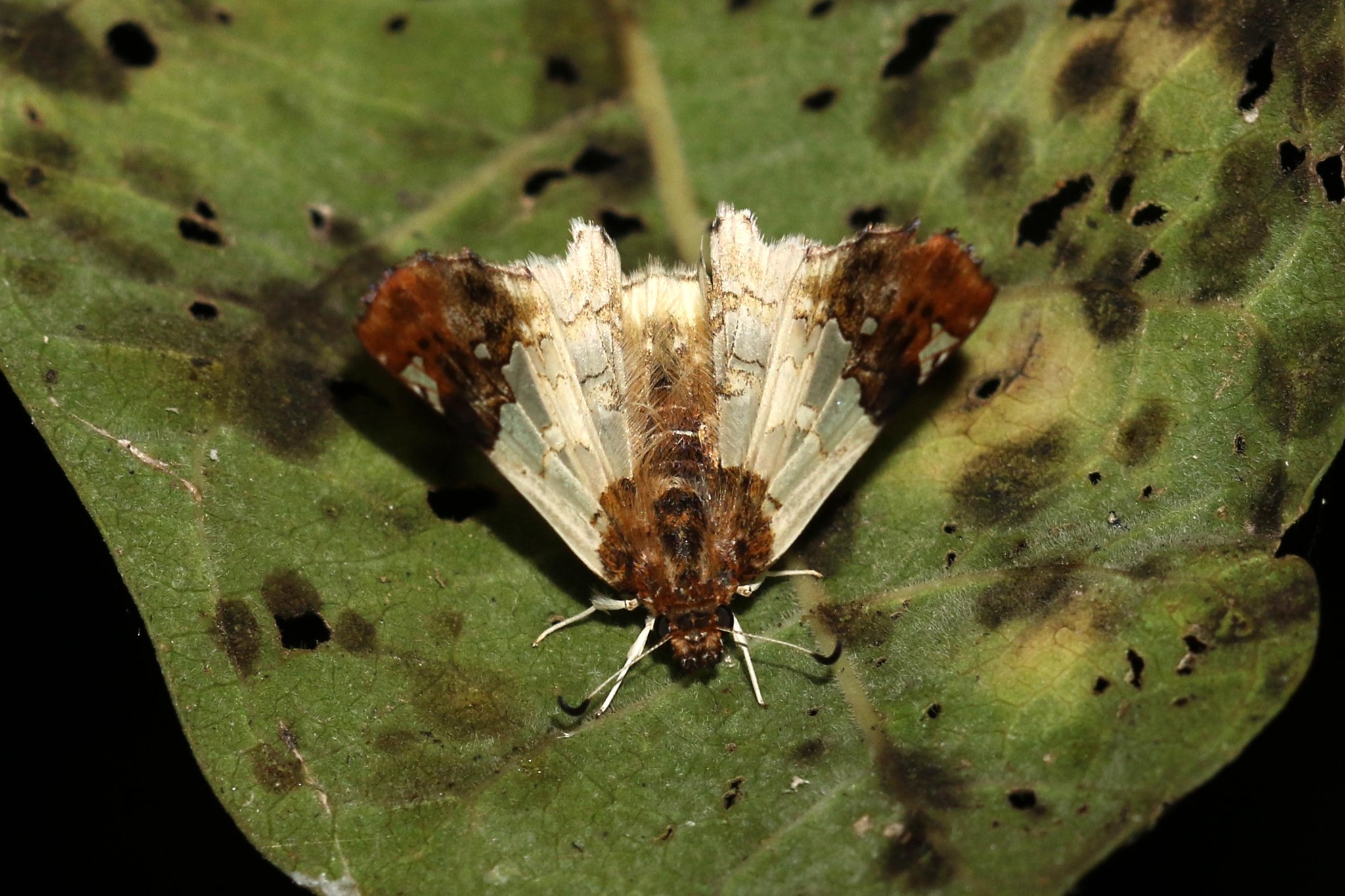 abantis meru (abantis meru) in Tropical forests and grasslands with abundant flowering plants.