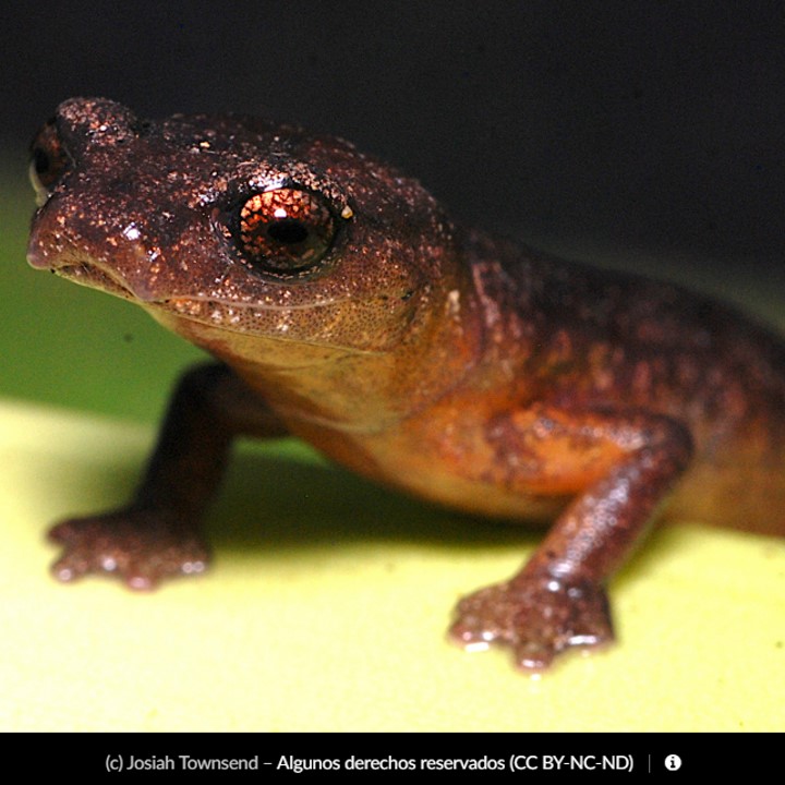 honduran worm salamander (bolitoglossa copinhorum) in High-Altitude Cloud Forests
