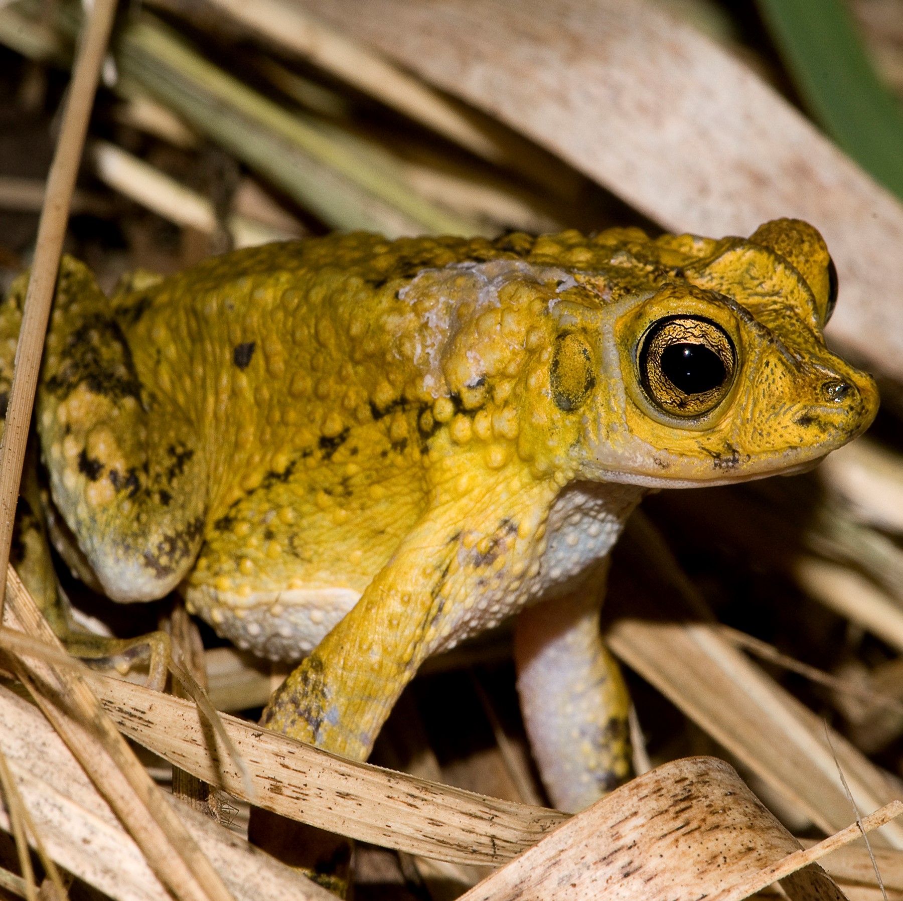 puerto rican crested toad (peltophryne lemur) in Dry Coastal Forests and Limestone Karst Areas: