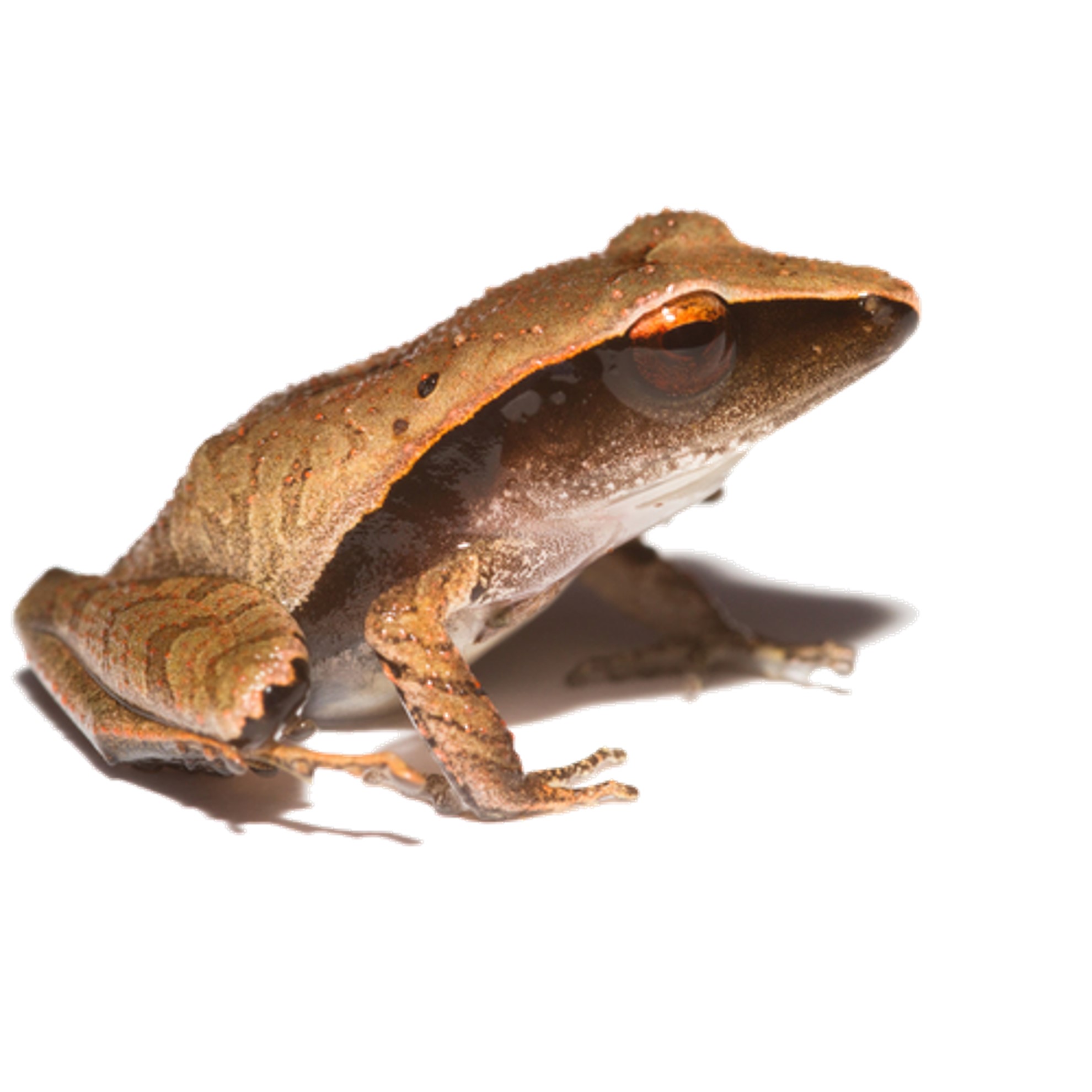 eleutherodactylus geitonos (eleutherodactylus geitonos) in Mesophilous Cloud Forest